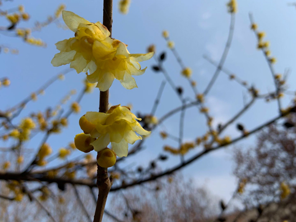 1581827416571262.jpeg 臘梅.jpg