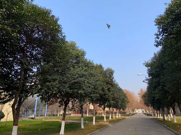 1581827429239061.jpeg 飛鳥(niǎo).jpg