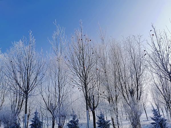 1584065243627667.jpeg 3ce87a0f5d09b8bb4c2b29f12a67e01.jpg