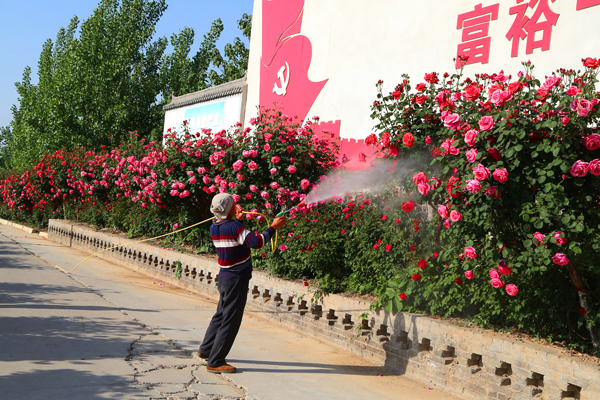 1588729584979877.jpeg 009 大荔新堡村7C7A1833.JPG