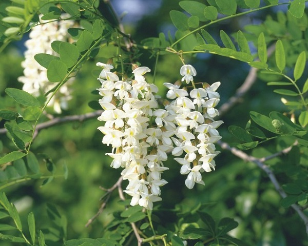 1653457700228369.jpeg 圖1.jpg